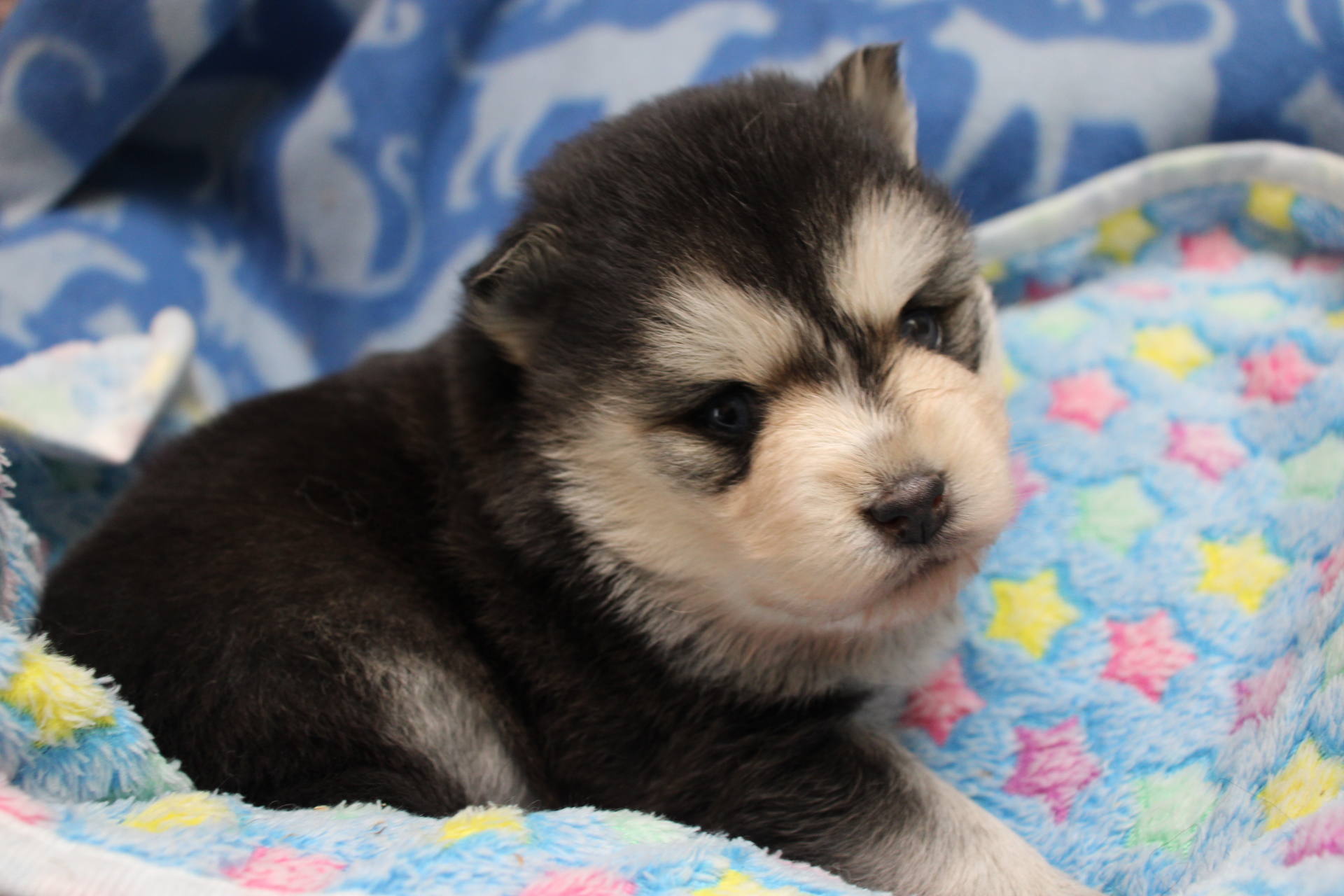 Chiot Pomsky Of Little Blue Stars 2