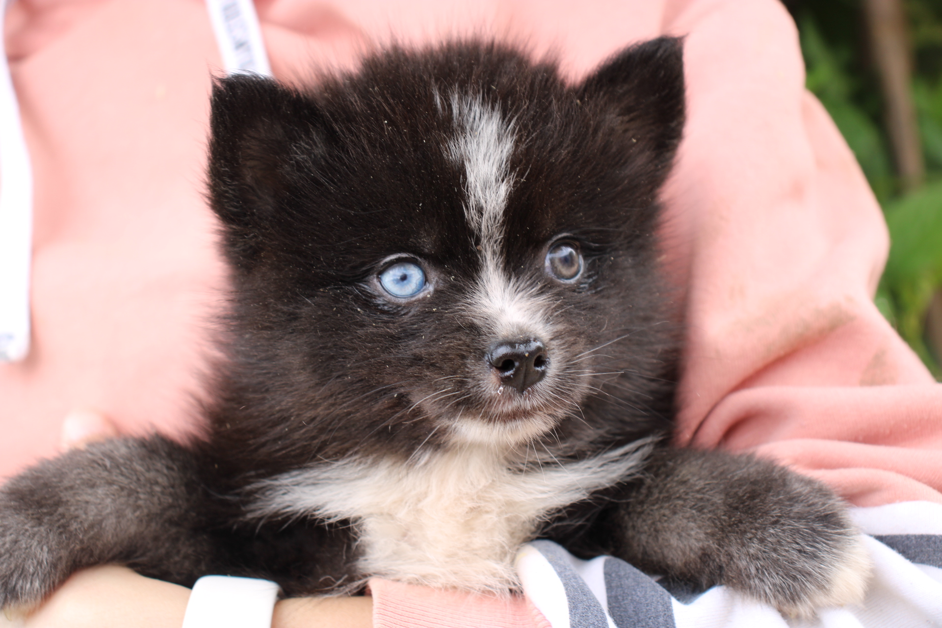 Chiot Pomsky Of Little Blue Stars 3