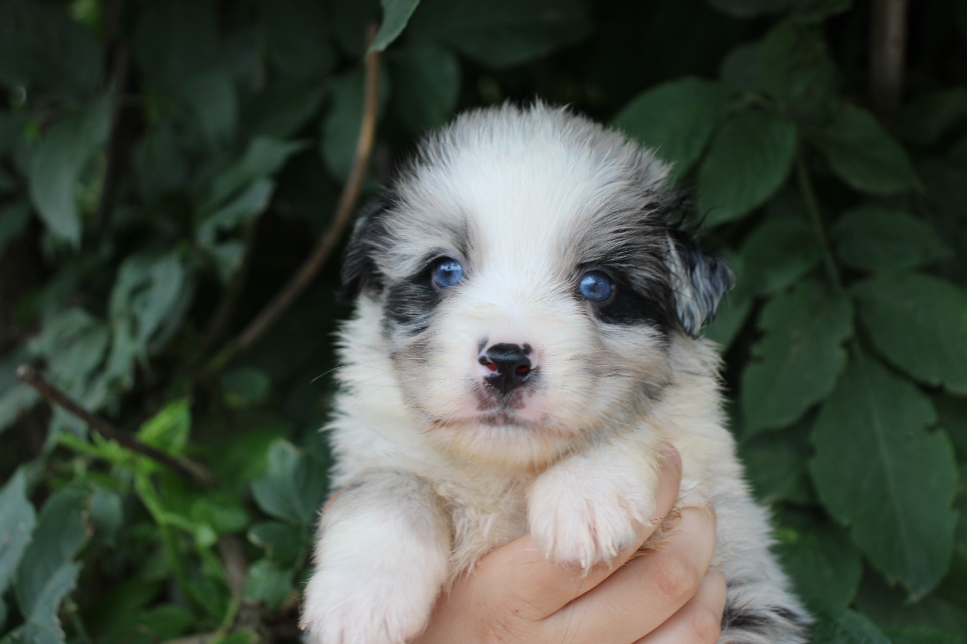 Chiot Berger Américain Miniature