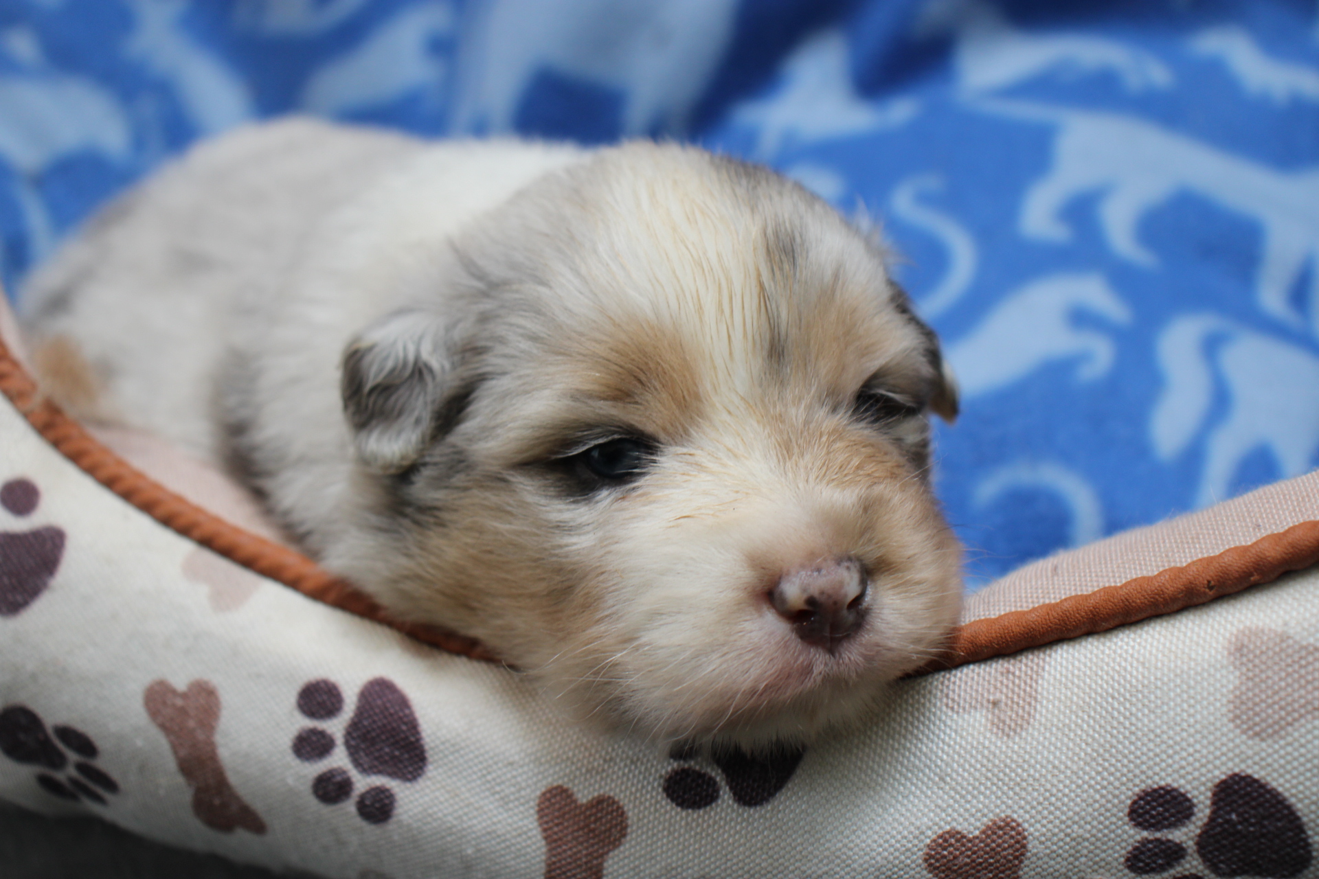 Chiot Berger Américain Miniature