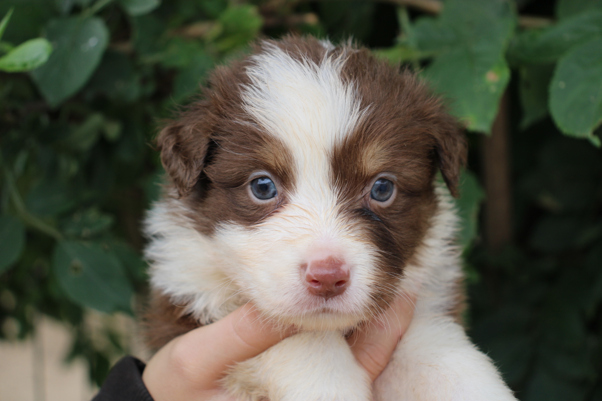 Chiot Berger Américain Miniature