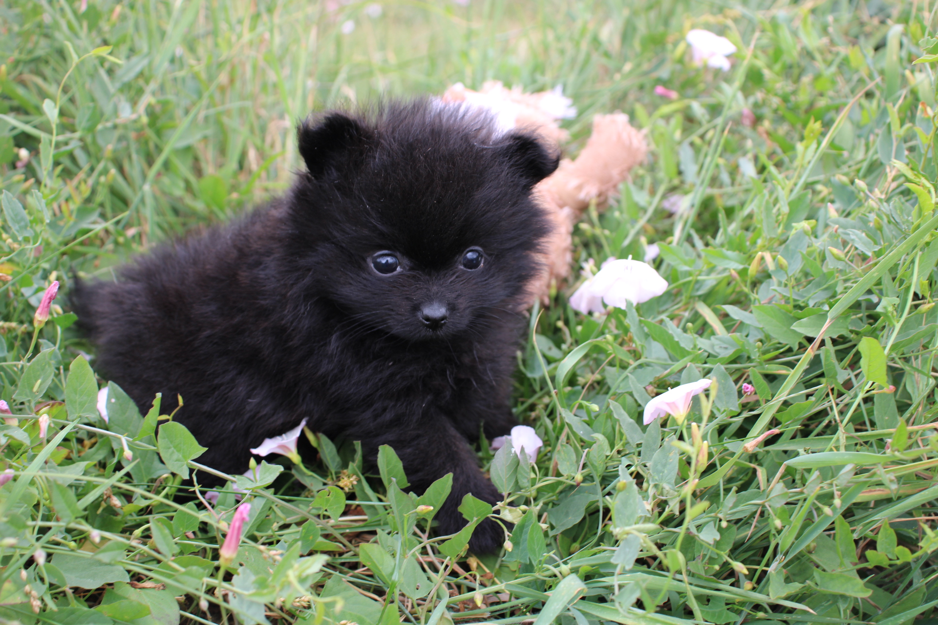 Chiot Spitz Nain Poméranien Of Little Blue Stars 2