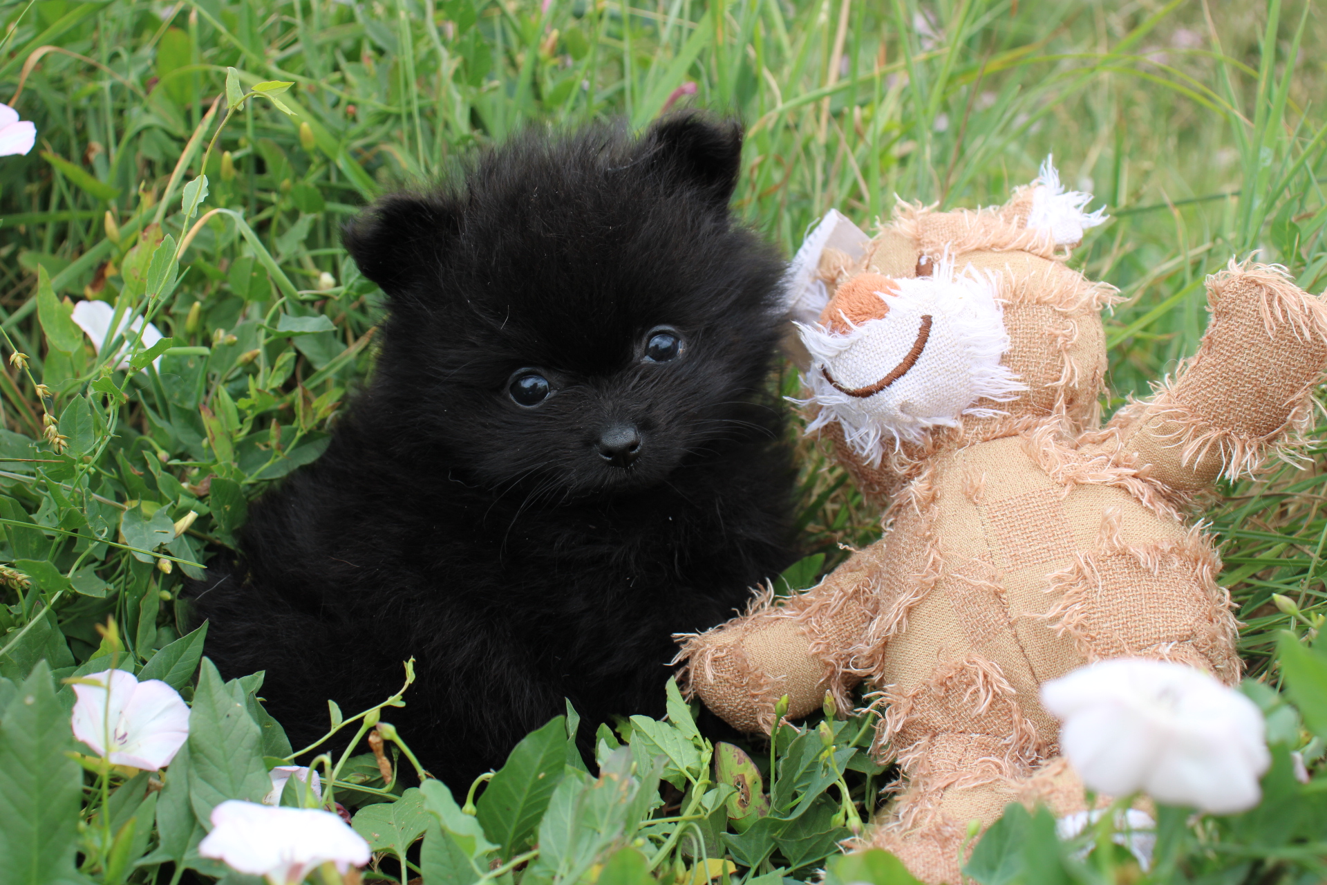 Chiot Spitz Nain Poméranien Of Little Blue Stars 1