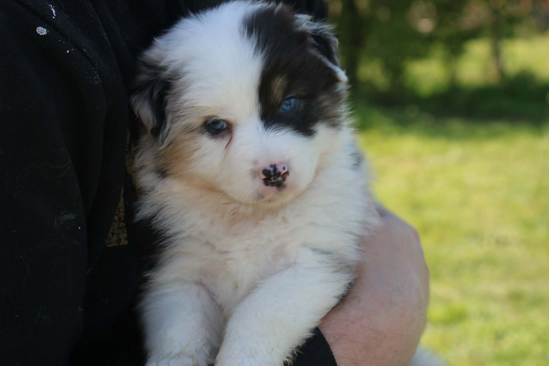Chiots disponibles